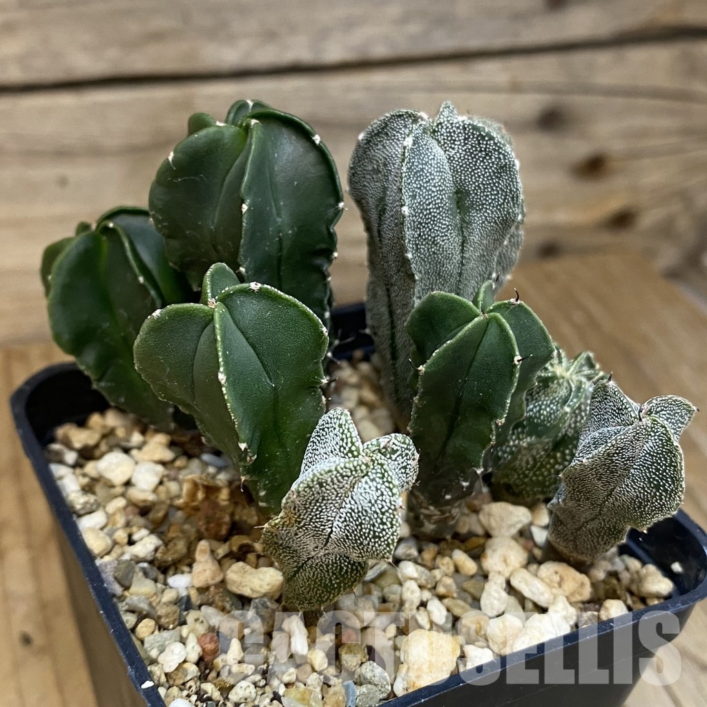 SH28875 Astrophytum myriostigma mix - Image 2