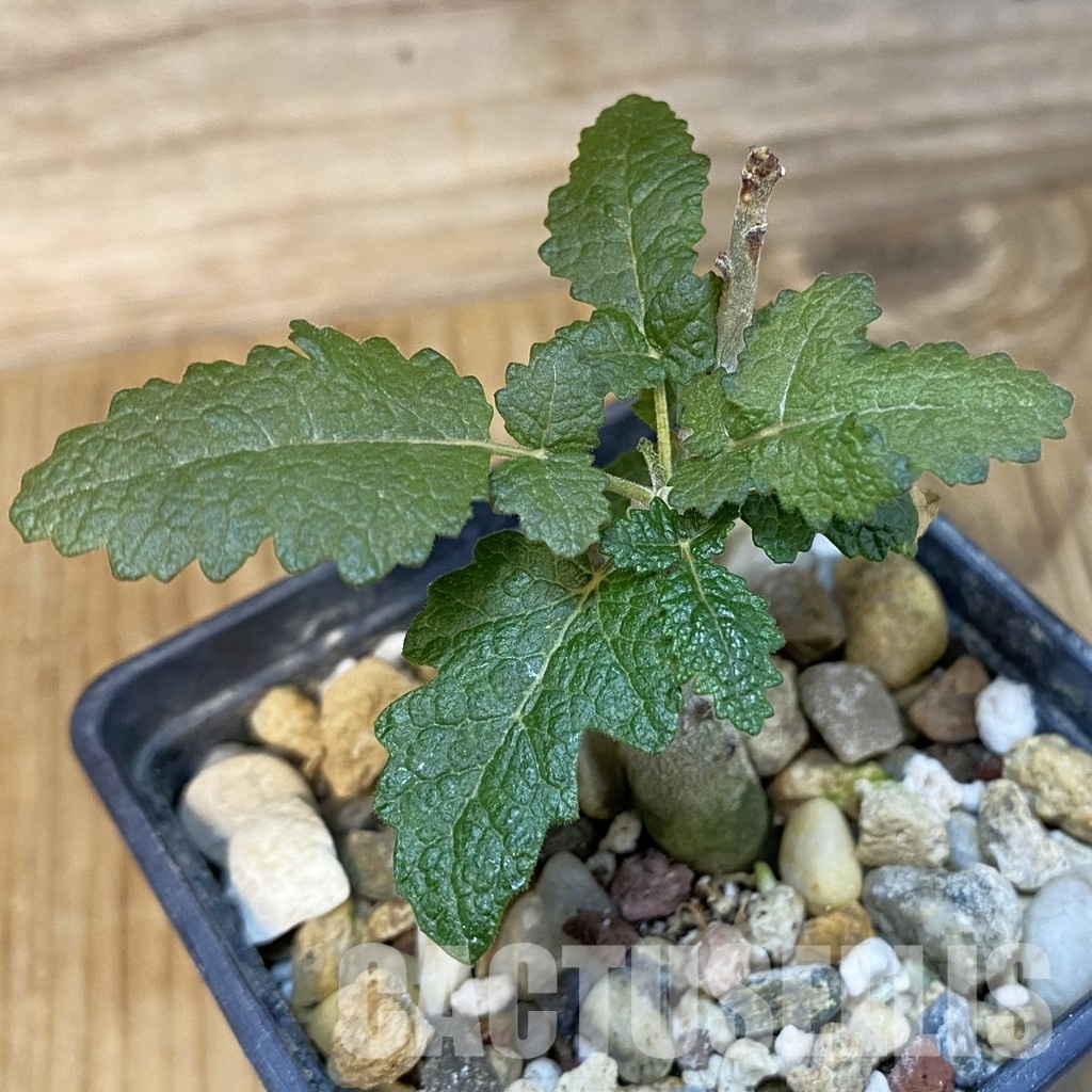 SH28884 Boswellia bullata