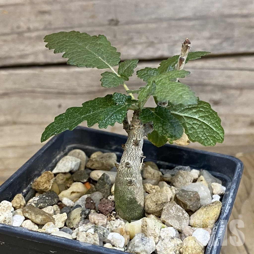 SH28884 Boswellia bullata - Image 2