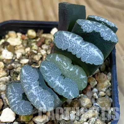 SH28817 Haworthia truncata -Japan-