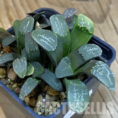 SH28818 Haworthia groenewaldii
