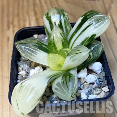 SH28819 Haworthia obtusa f. variegata