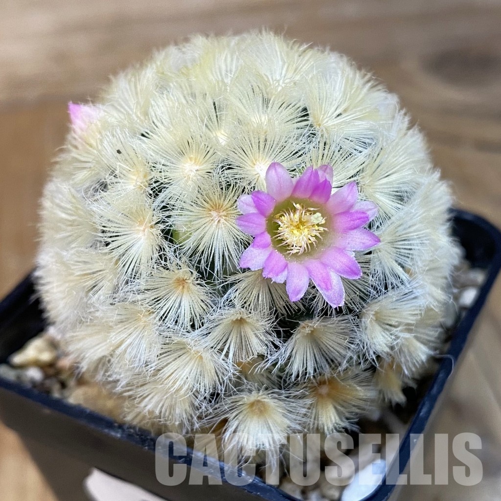 SH28835 Mammillaria carmenae hybrid