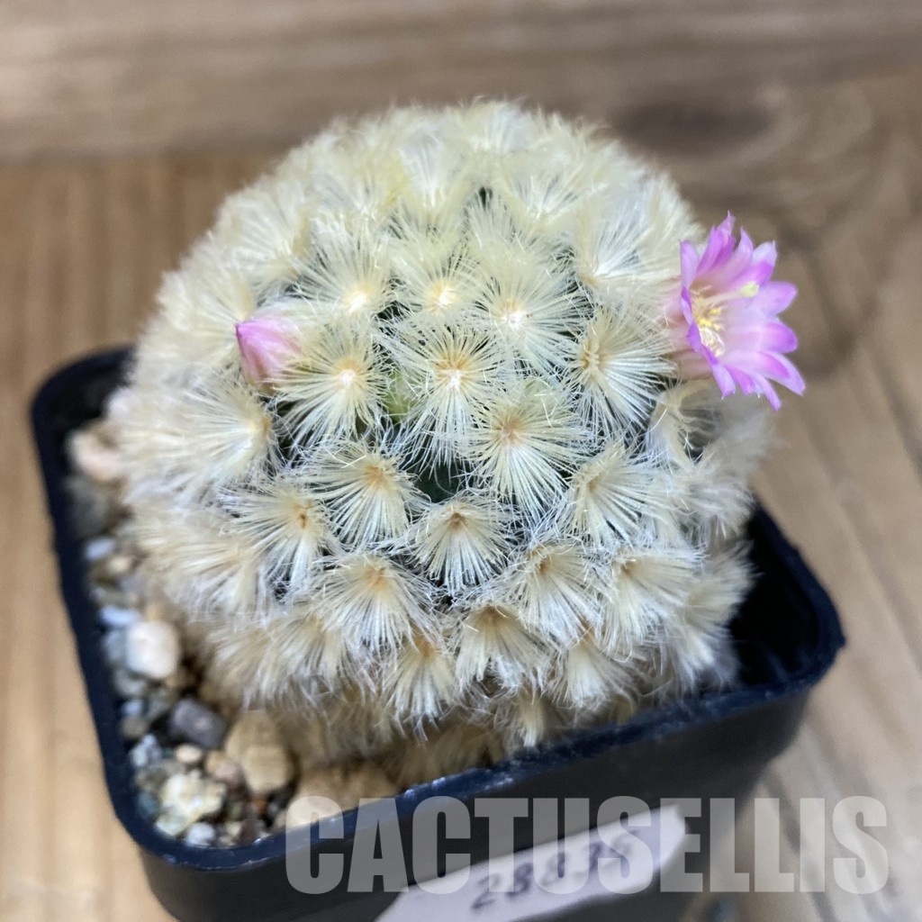 SH28835 Mammillaria carmenae hybrid - Image 2