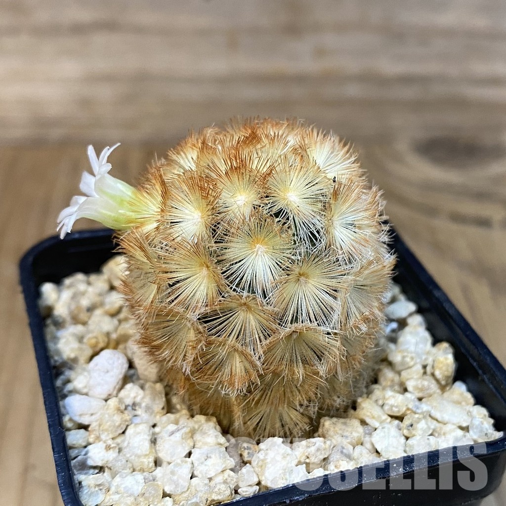 SH28832 Mammillaria carmenae hybrid - Image 2