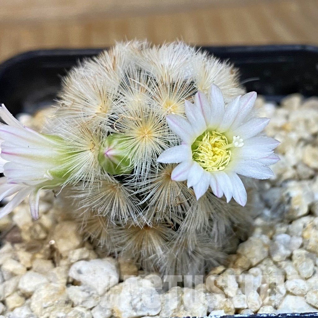SH28833 Mammillaria carmenae hybrid