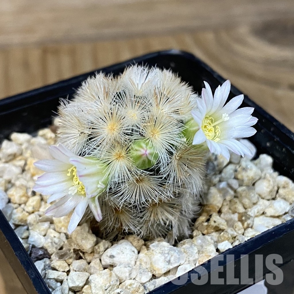 SH28833 Mammillaria carmenae hybrid - Image 2