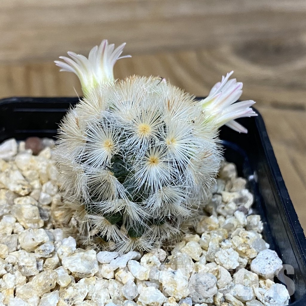 SH28833 Mammillaria carmenae hybrid - Image 3