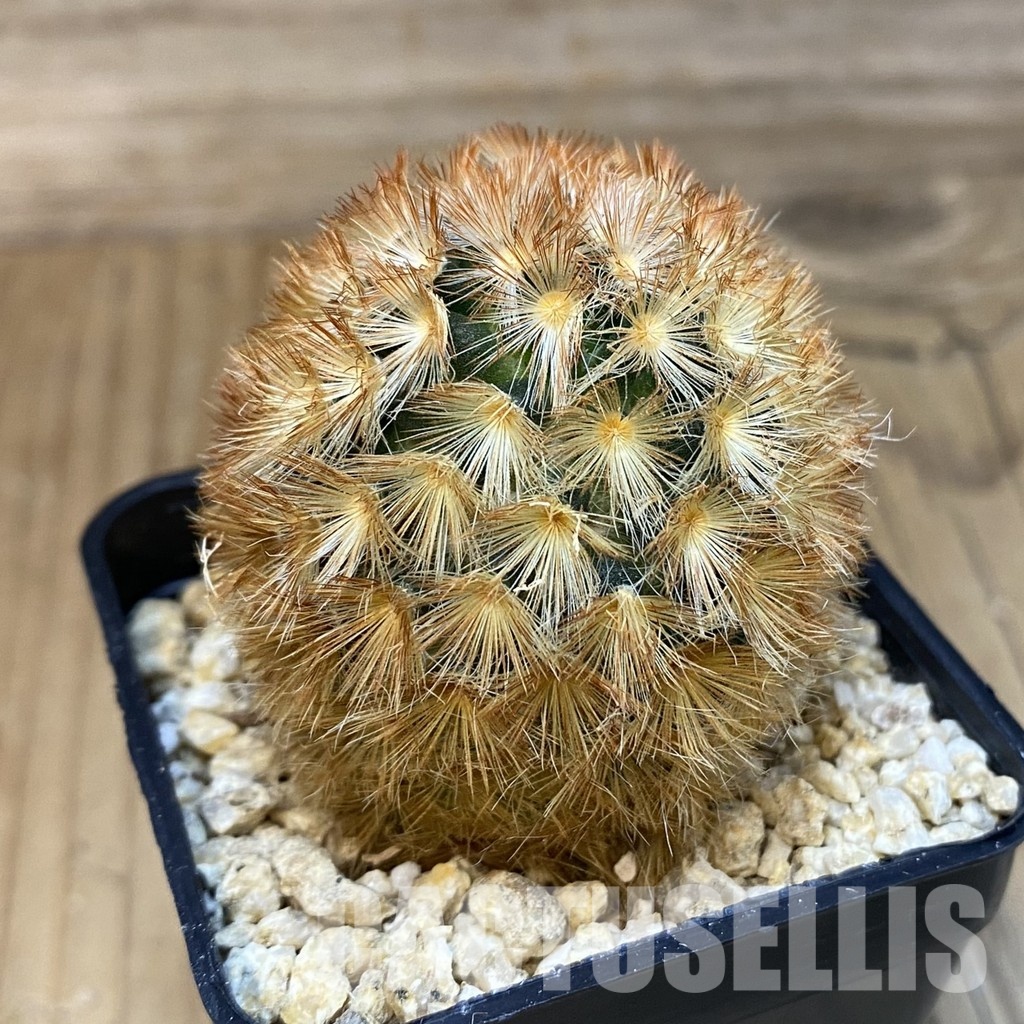 SH28834 Mammillaria carmenae hybrid - Image 2