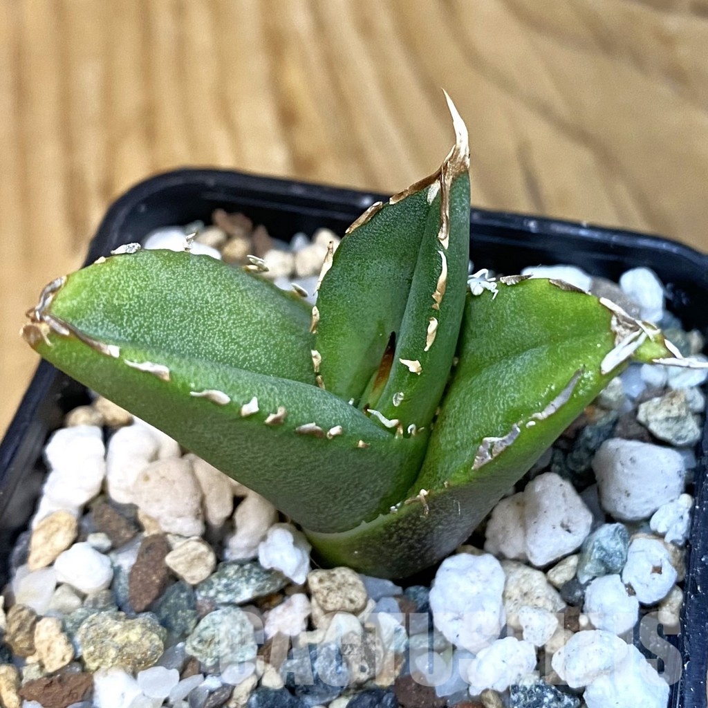 SH28837 Agave titanota 'White Thorusel'