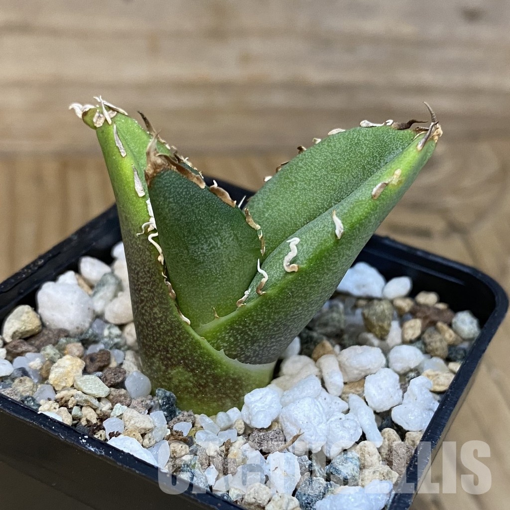 SH28837 Agave titanota 'White Thorusel' - Image 2