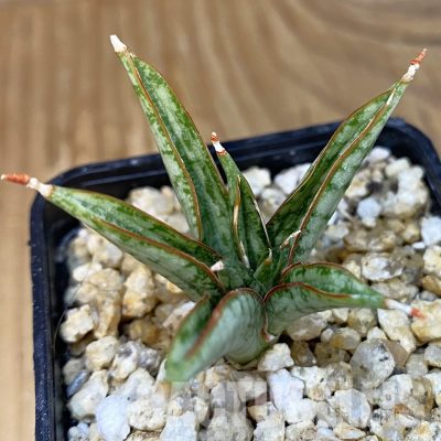 SH28838 Sansevieria 'Margarita'