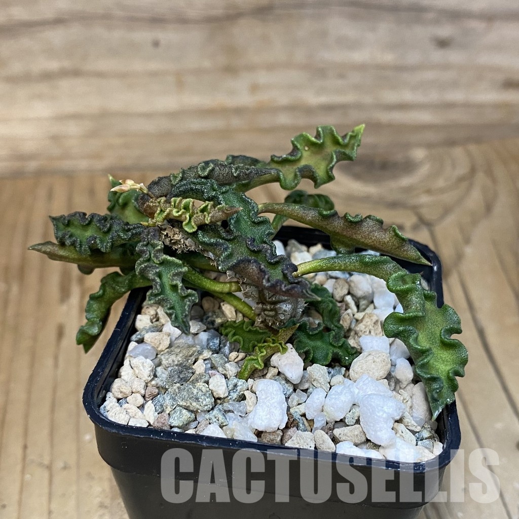 SH28842 Euphorbia decaryi v. spirosticha - Image 2
