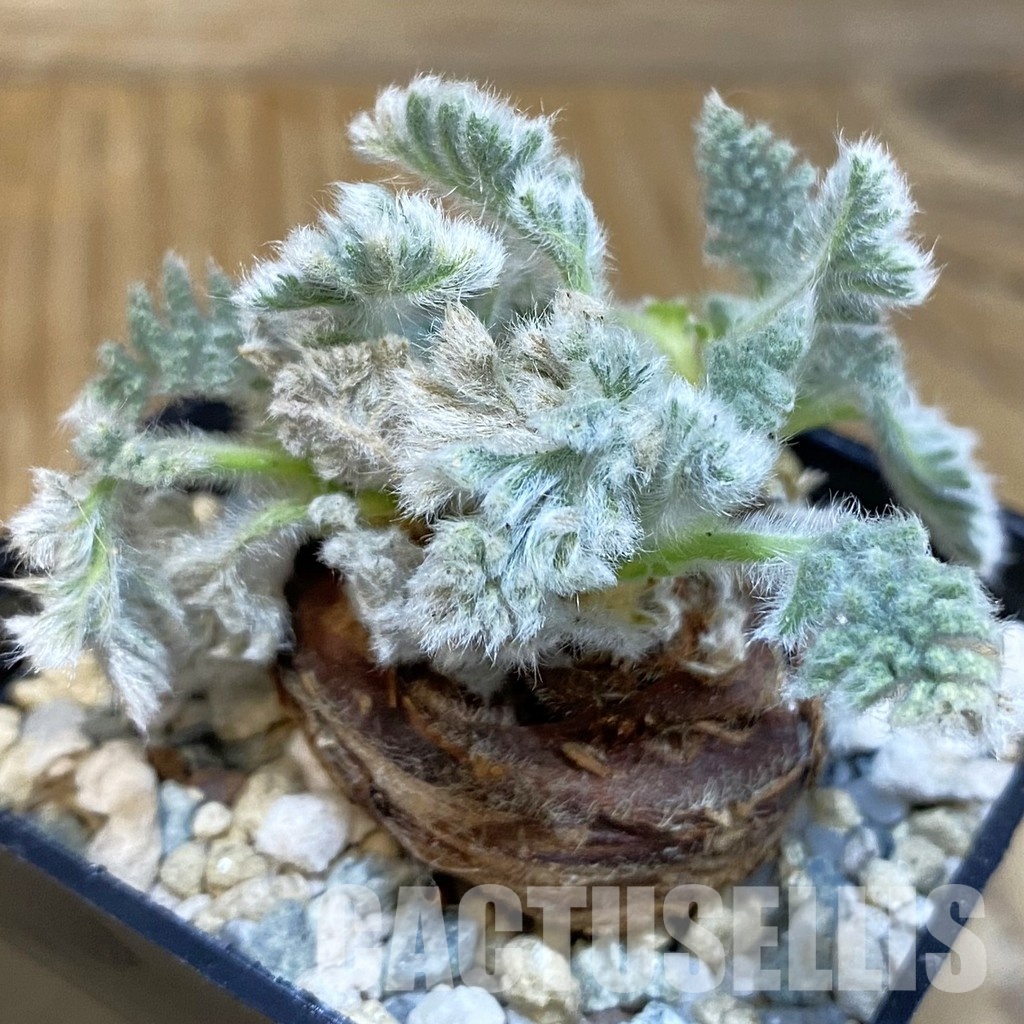 SH28845 Pelargonium triste