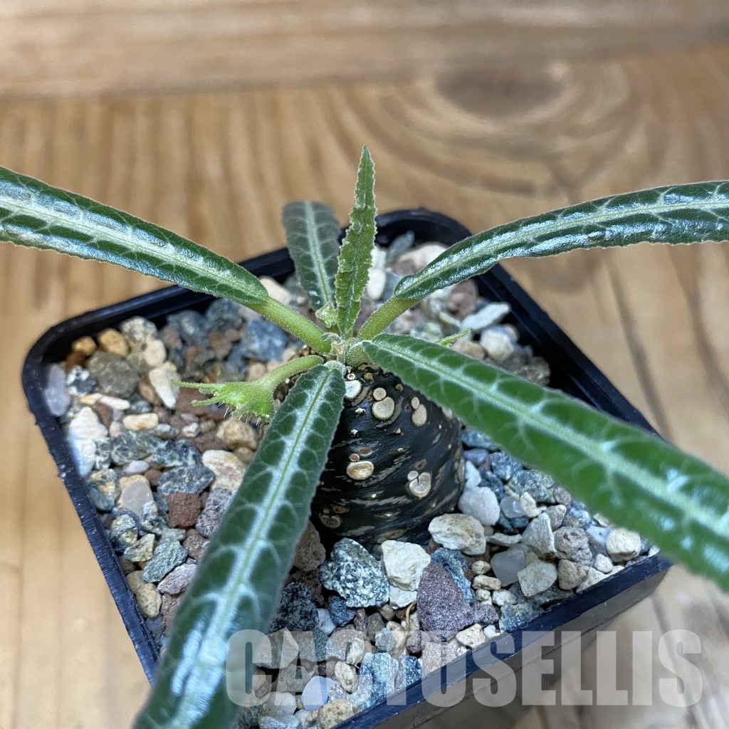 SH28847 Dorstenia lancifolia