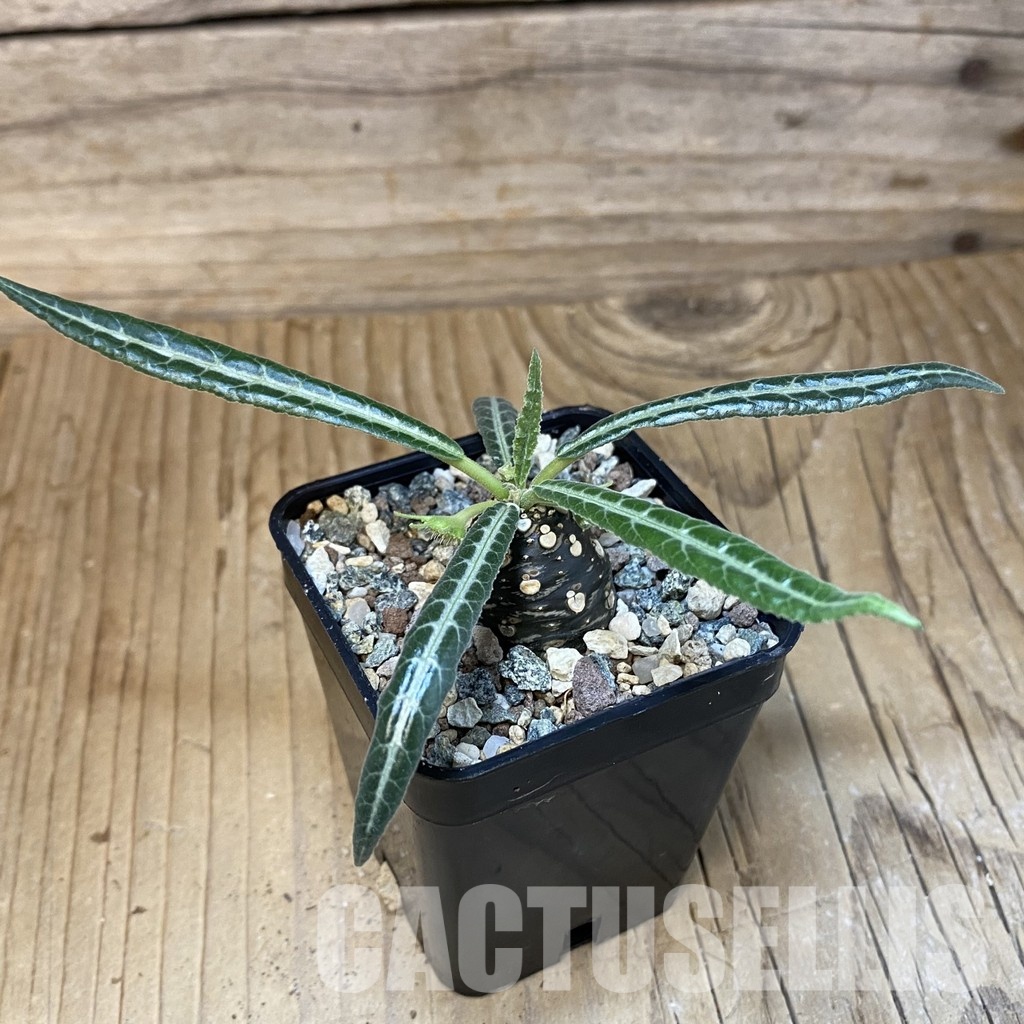 SH28847 Dorstenia lancifolia - Image 2