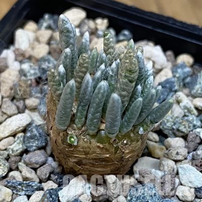 SH28848 Avonia alstonii