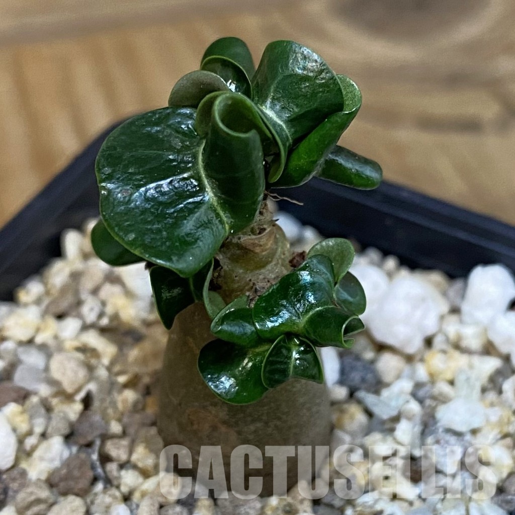 SH28851 Adenium arabicum DHA