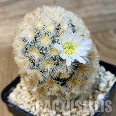 SH28830 Mammillaria carmenae hybrid