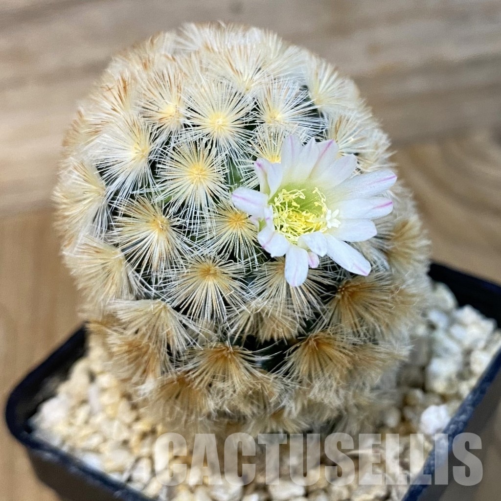 SH28830 Mammillaria carmenae hybrid