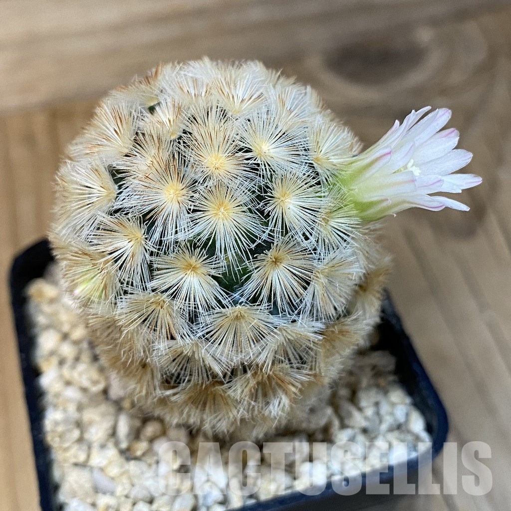 SH28830 Mammillaria carmenae hybrid - Image 3