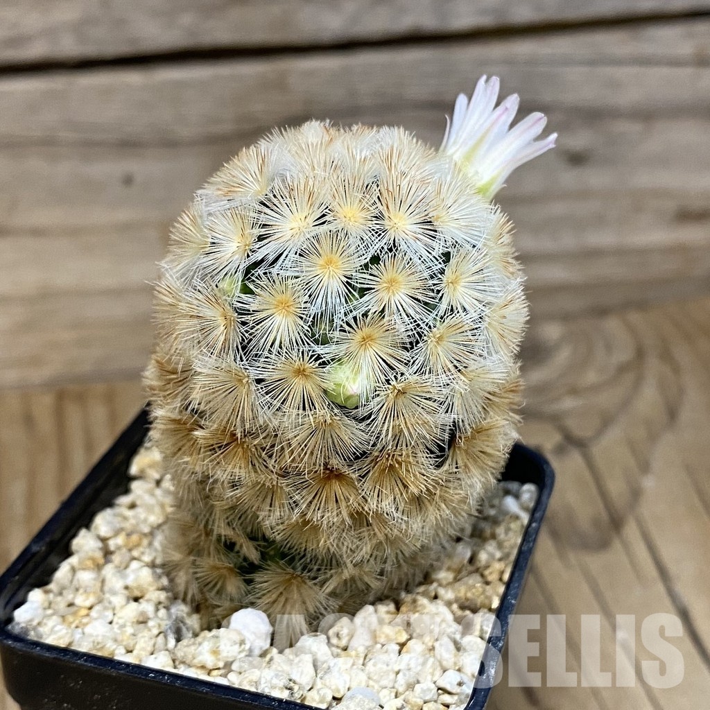 SH28830 Mammillaria carmenae hybrid - Image 2
