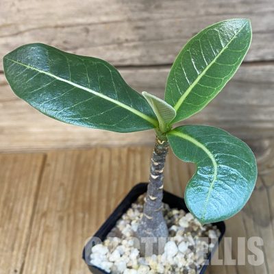 SH28889 Adenium arabicum ‘Black Body’