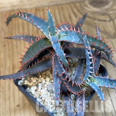 SH28791 Aloe TCT hybrid