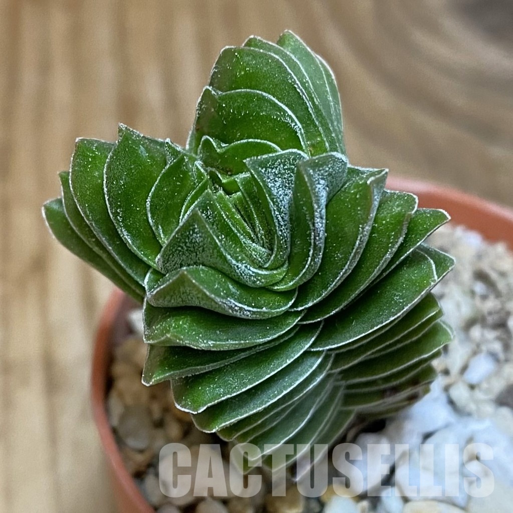 SH28892 Crassula 'Buddha's Temple'