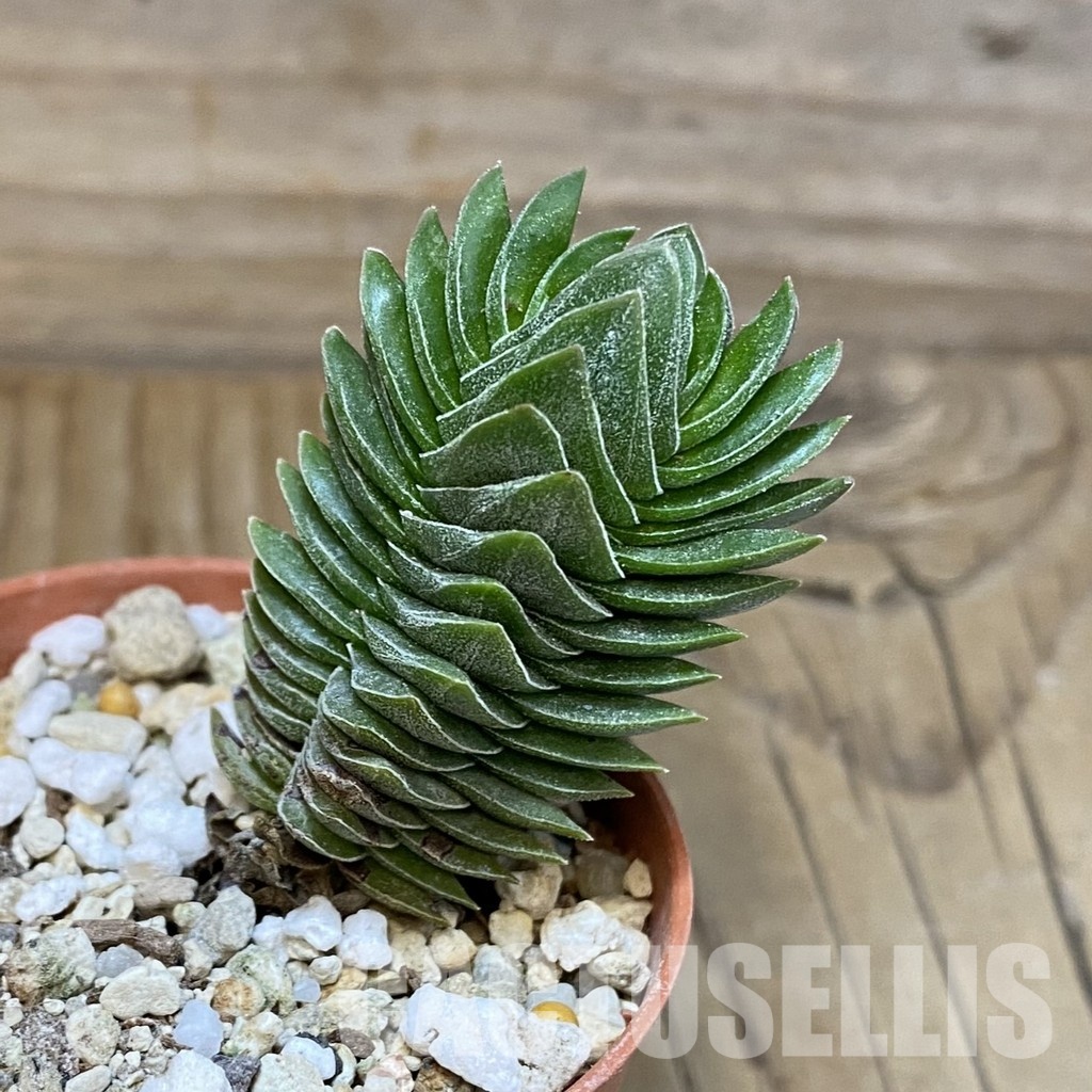 SH28892 Crassula 'Buddha's Temple' - Image 2