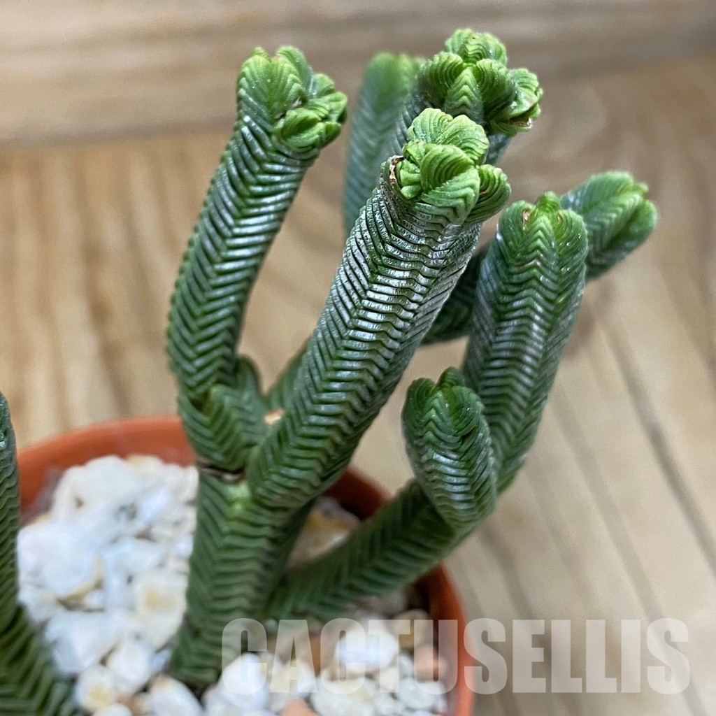SH28893 Crassula pyramidalis