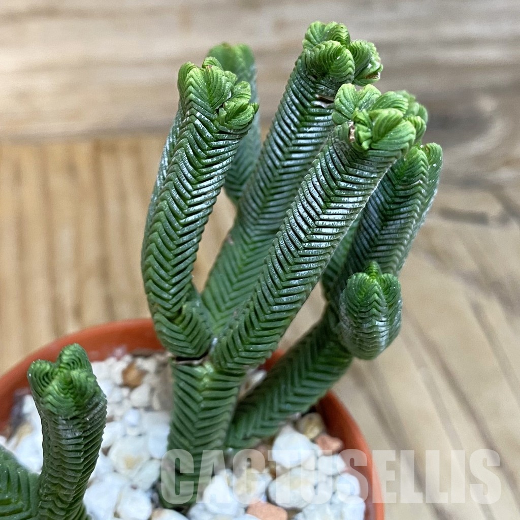 SH28893 Crassula pyramidalis - Image 2