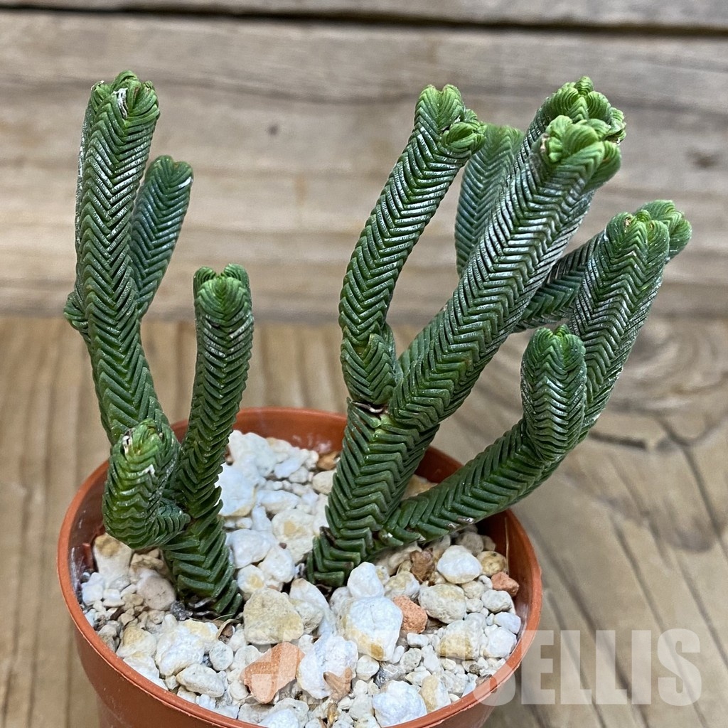 SH28893 Crassula pyramidalis - Image 3