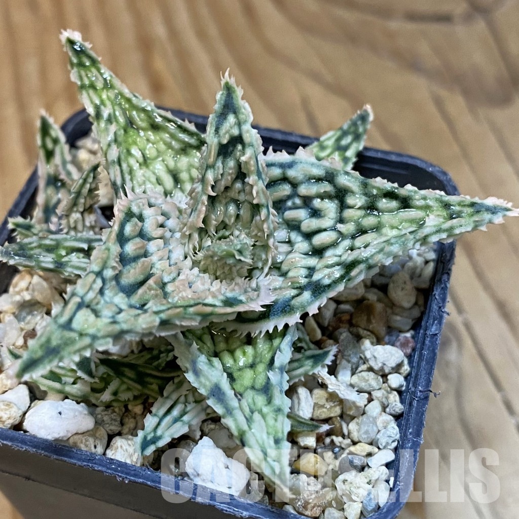 SH28792 Aloe TCT hybrid - Image 2