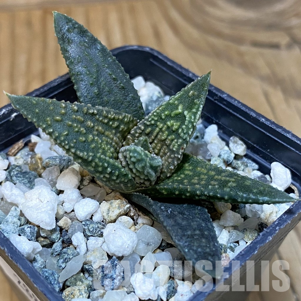 SH28899 Haworthia pumila x 'Kintaikyo'