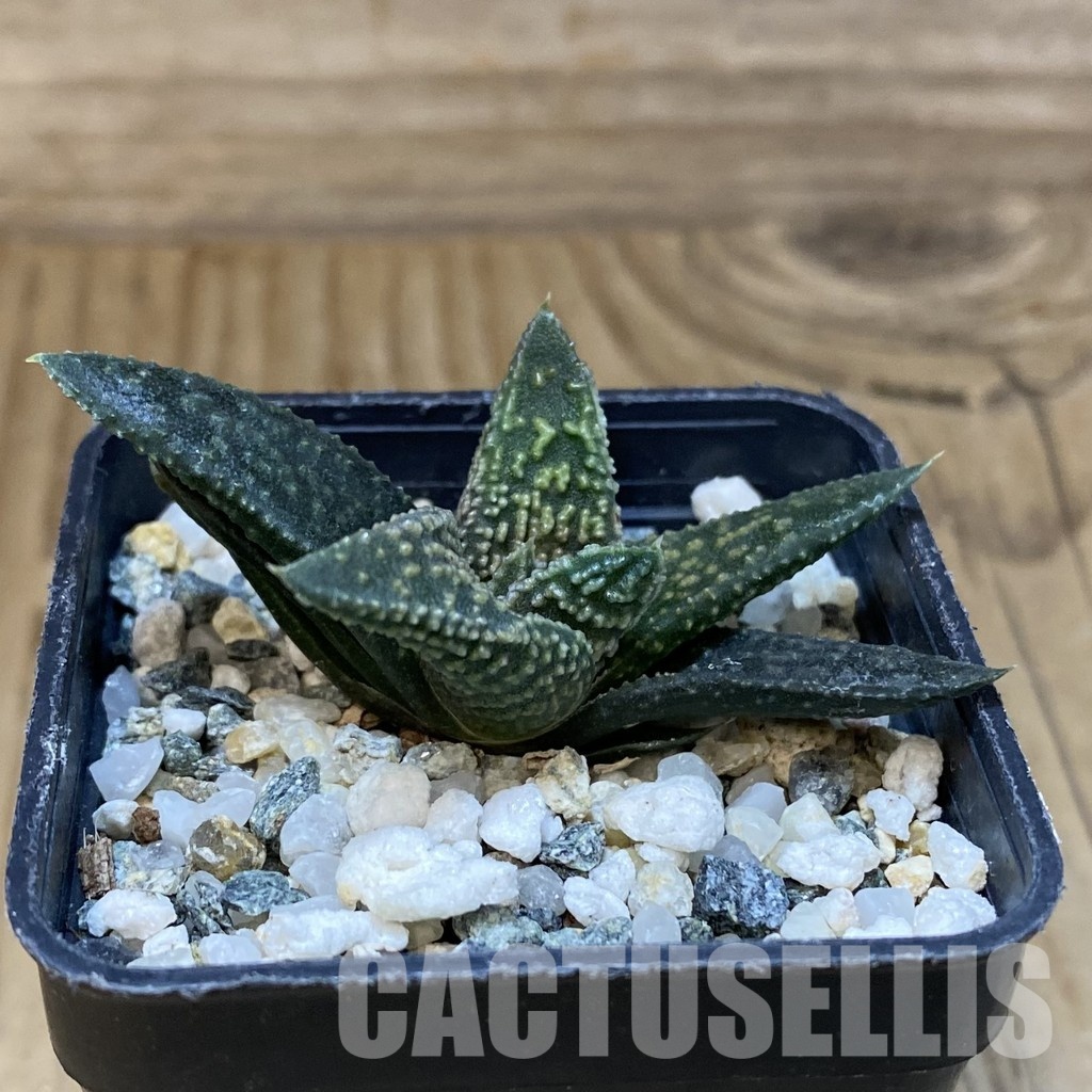 SH28899 Haworthia pumila x 'Kintaikyo' - Image 2