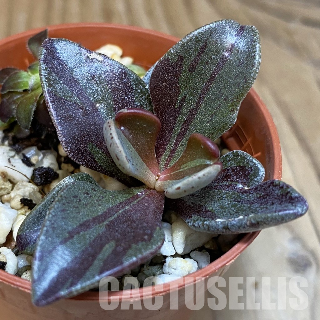 SH28900 Lenophyllum guttatum f. variegata