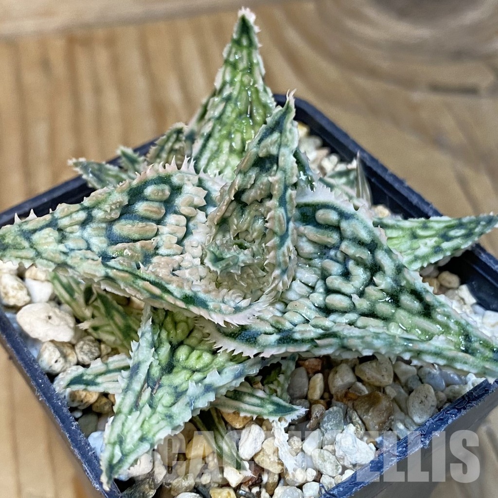 SH28792 Aloe TCT hybrid