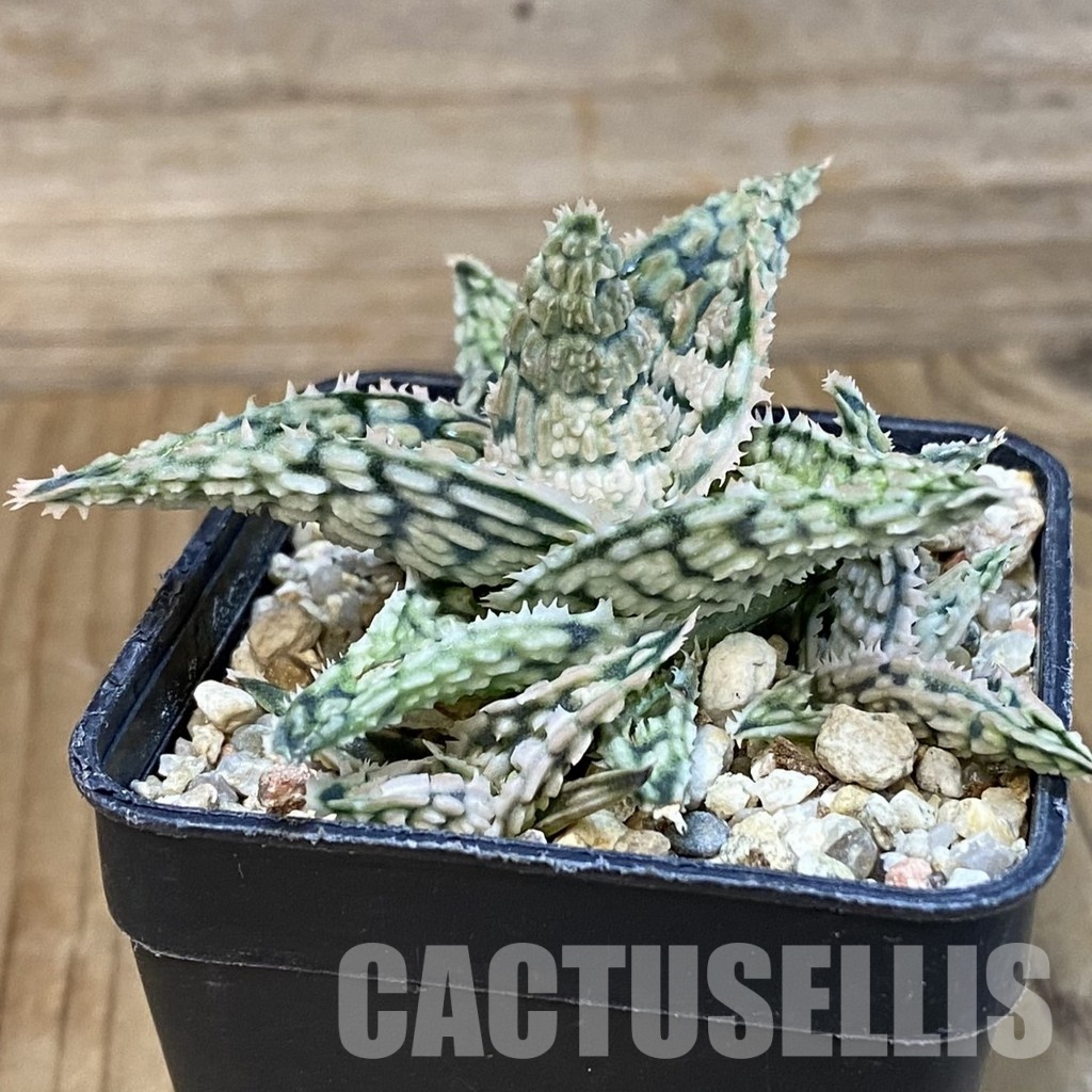 SH28792 Aloe TCT hybrid - Image 3