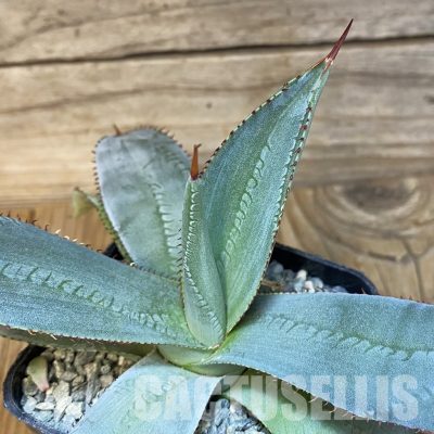 SH28905 Agave guadalajarana