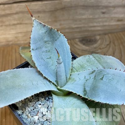 SH28906 Agave guadalajarana