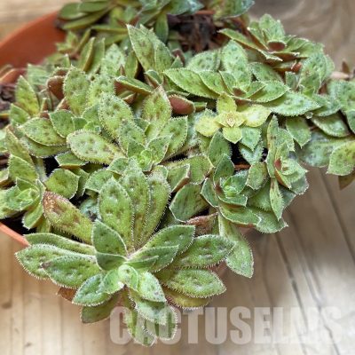 SH28907 Crassula exilis v. cooperi