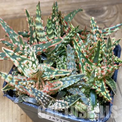 SH28910 Aloe TCT hybrid mix