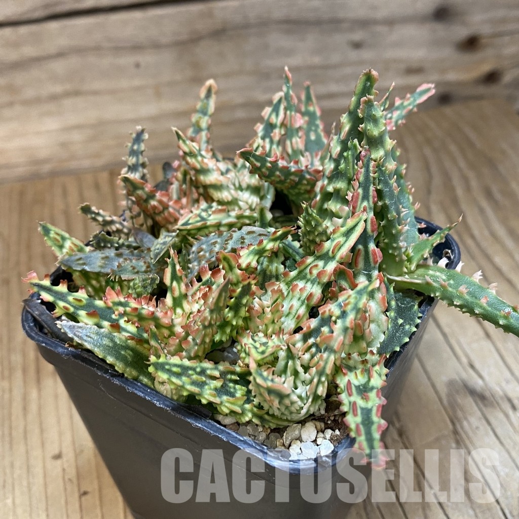 SH28910 Aloe TCT hybrid mix - Image 2