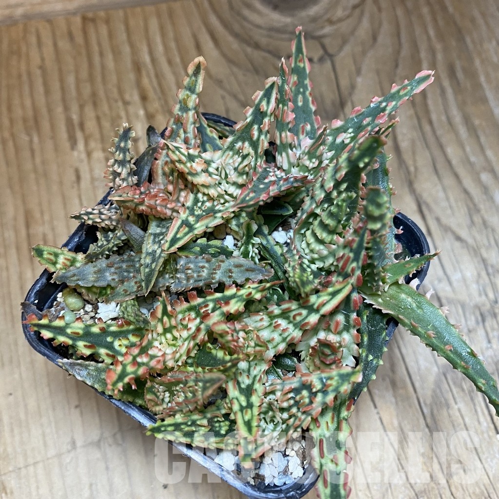 SH28910 Aloe TCT hybrid mix - Image 3