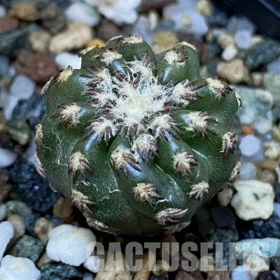 SH28915 Discocactus horstii
