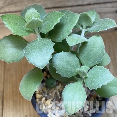 SH28918 Kalanchoe millotii