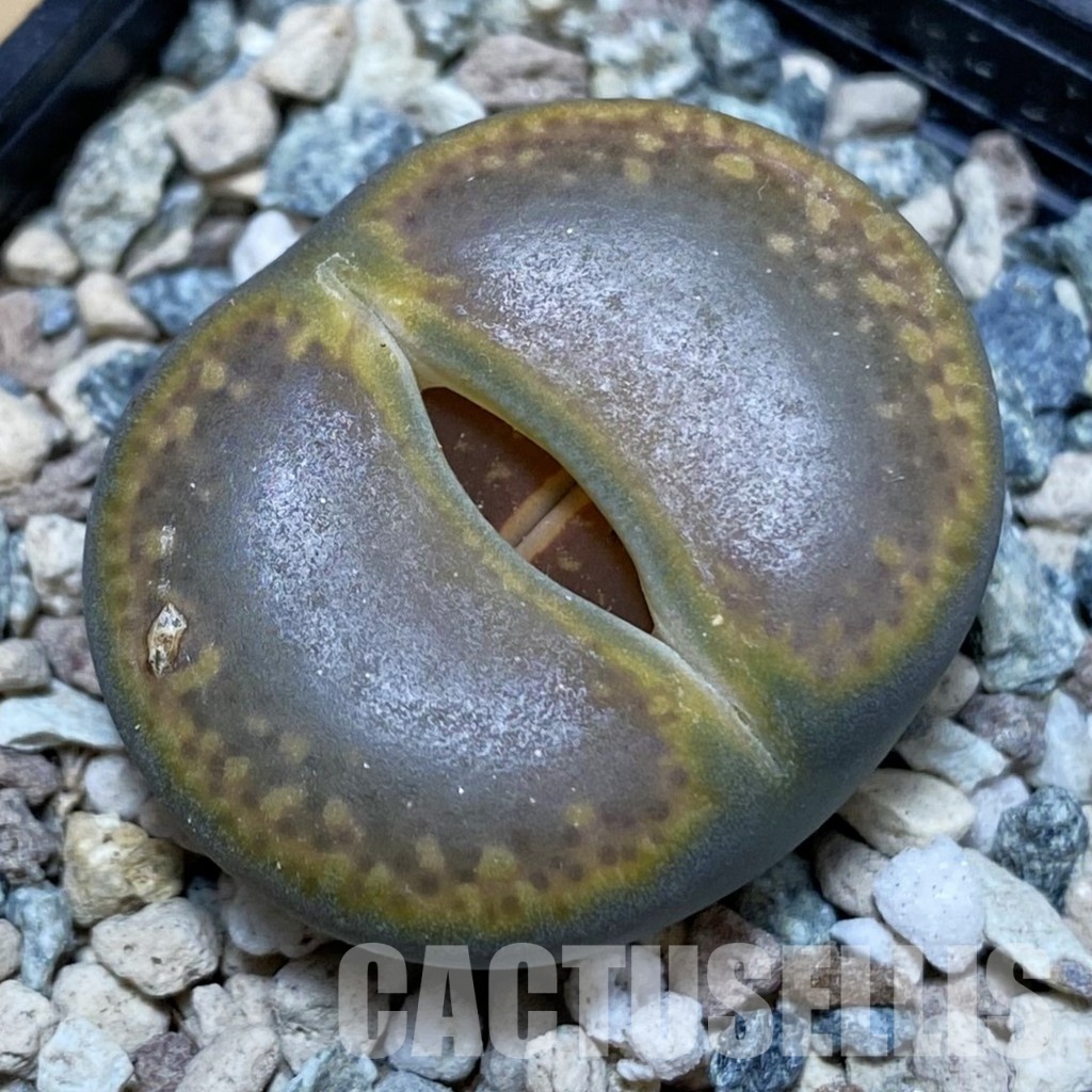 SH28919 Lithops aucampiae