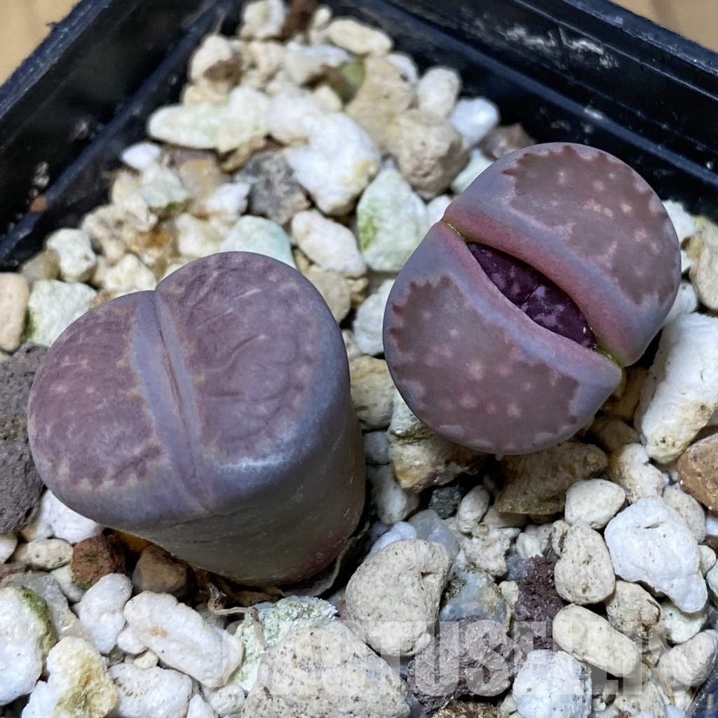 SH28923 Lithops salicola 'Sato's Violet', 2 plants - Image 2