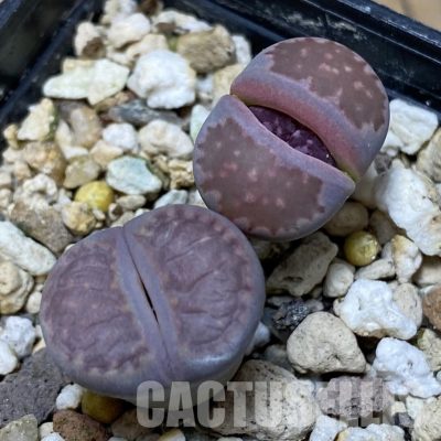 SH28923 Lithops salicola 'Sato's Violet', 2 plants